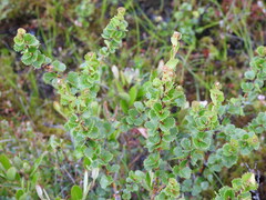 Betula michauxii