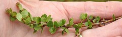Betula michauxii