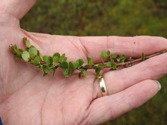 Betula michauxii