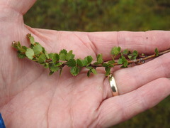 Betula michauxii