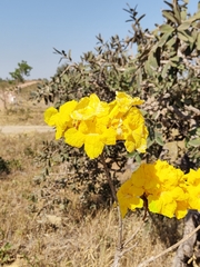 Tabebuia aurea