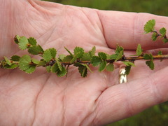 Betula michauxii