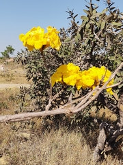 Tabebuia aurea