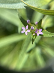 Collomia linearis