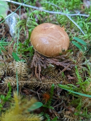 Austroboletus gracilis