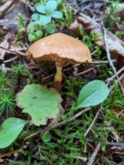 Austroboletus gracilis