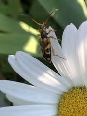 Xestoleptura