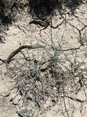 Leucosyris carnosa