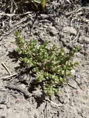 Nitrophila