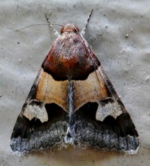 Drasteria pallescens