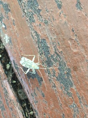 Phytocoris tiliae