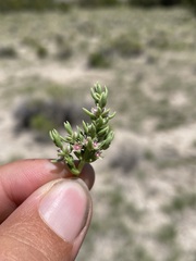 Nitrophila