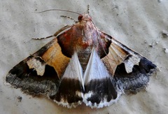 Drasteria pallescens