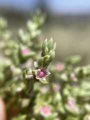 Nitrophila