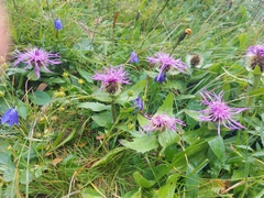 Centaurea nervosa