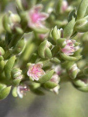 Nitrophila