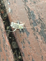 Phytocoris tiliae