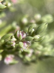 Nitrophila