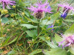 Centaurea nervosa