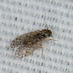 Philotarsidae