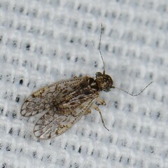 Philotarsidae