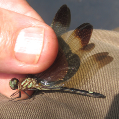 Macrothemis inequiunguis