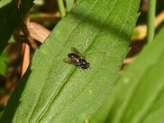 Diptera