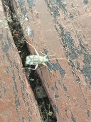 Phytocoris tiliae