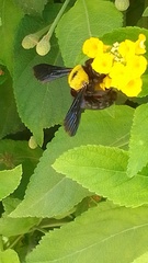 Xylocopa pubescens