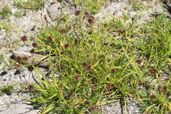 Carex foetida