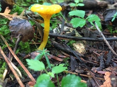 Gloioxanthomyces nitidus