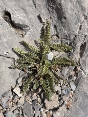 Pedicularis centranthera
