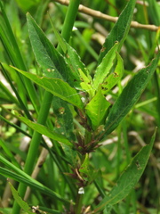 Hygrophila costata