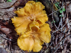 Cantharellus appalachiensis