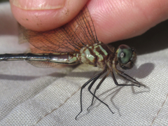 Macrothemis inequiunguis