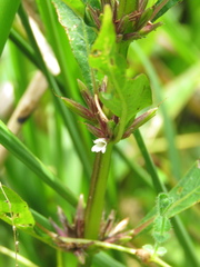 Hygrophila costata