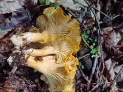 Cantharellus appalachiensis