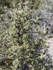 Cercocarpus intricatus