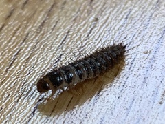 Dermestes lardarius