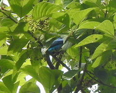 Dacnis cayana