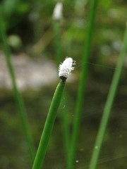 Eleocharis elegans