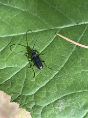 Lepturopsis dolorosa