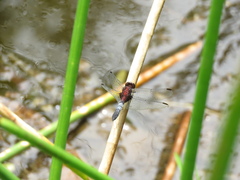 Erythrodiplax abjecta