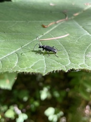 Lepturopsis dolorosa