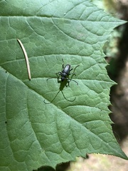 Lepturopsis dolorosa