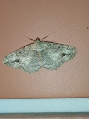 Alcis repandata