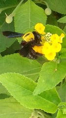 Xylocopa pubescens