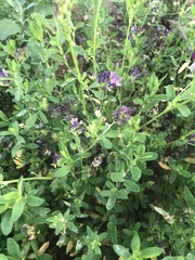 Medicago sativa