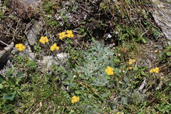 Artemisia glacialis