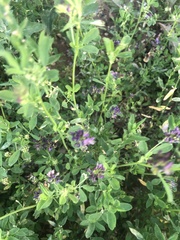 Medicago sativa